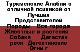 Туркменские Алабаи с отличной психикой от Лучших Представителей Породы - Все города Животные и растения » Собаки   . Дагестан респ.,Дагестанские Огни г.